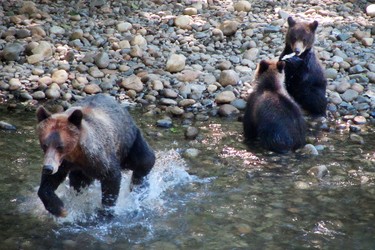 Grizzlies gorge on salmon to get ready for winter.