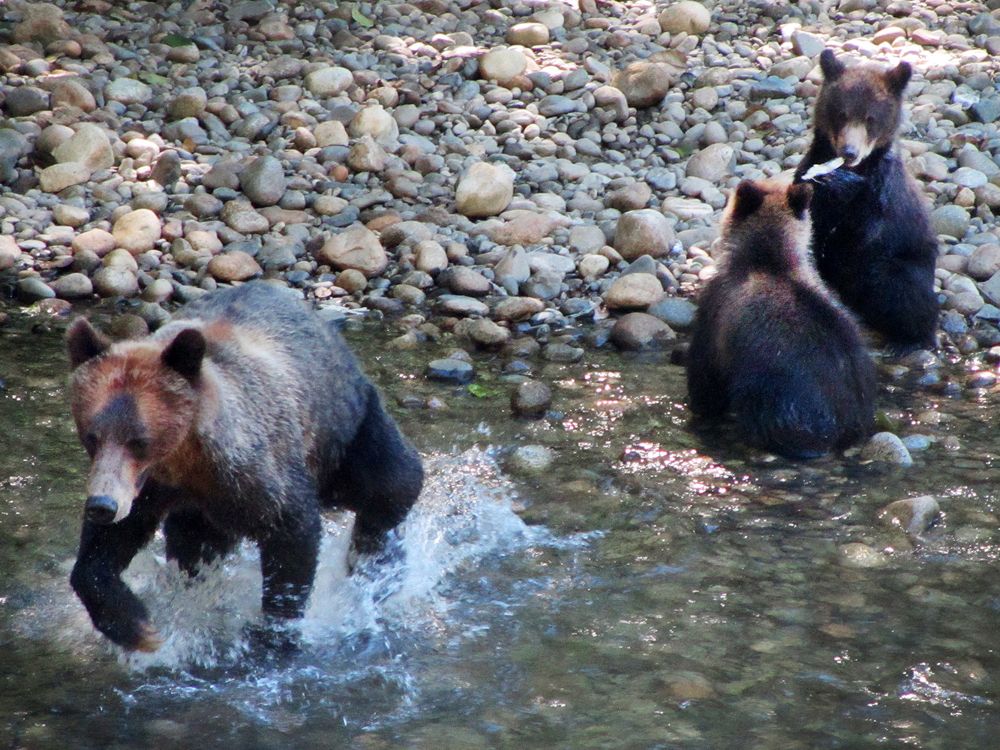 Grizzly Bears Vancouver Island - Homalco Wildlife & Cultural Tours