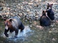 Grizzly bears go to the Orford River to catch salmon heading upstream to spawn.