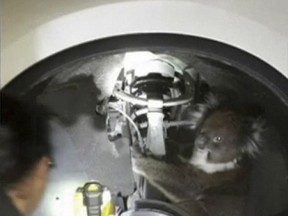 In this Sept. 9, 2017 image taken from a video, a worker uses a light near a koala in the wheel arch, in Adelaide, Australia. The koala survived a 16-kilometer (10-mile)  trip in wheel arch. (Metropolitan Fire Service via AP)