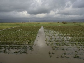 FILE - In this Sept. 21, 2017 file photo, a field of plantains is flooded one day after the impact of Hurricane Maria in Yabucoa, Puerto Rico, Thursday. Farmers fear that Puerto Rico's small but diverse agricultural sector may never recover from the sucker punch delivered to one of the island's economic bright spots by Hurricane Maria. While most of the island's food is imported, statistics from the governor showed employment in agriculture growing and the area cultivated was up 50 percent in the four years before Maria. (AP Photo/Carlos Giusti, File)