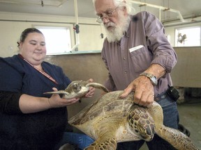 FILE - In this Jan. 11, 2010, file photo, Candice Mottet, left, and Tony Amos, director of the Animal Rehabilitation Keep in Port Aransas, Texas, hold the smallest and biggest green sea turtles that came ashore because of cold temperatures. (AP Photo/Corpus Christi Caller-Times, George Gongora, File)