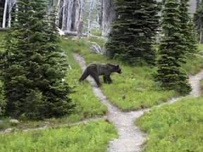 FILE - In this Aug. 3, 2014, file photo, a grizzly bear walks through a back country campsite in Montana's Glacier National Park. U.S. Fish and Wildlife grizzly recovery coordinator Hilary Cooley says a proposal to lift threatened species protections for an estimated 1,000 grizzlies in northwestern Montana could come next year.  (Doug Kelley /The Spokesman-Review via AP, File)