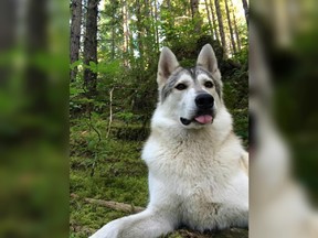 A woman says her four-year-old therapy dog Kaoru has been shot and killed by a hunter who mistook the animal for a wolf near Whistler, B.C.