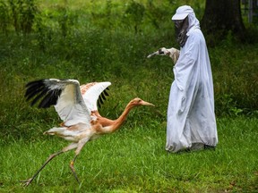 Animal care technician Kathryn Nassar wears a costume and holds a crane puppet as she interacts with a 2-month-old whooping crane at the Patuxent Wildlife Research Center.