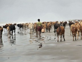 In this Sept. 7, 2017, photo, cattle from abandoned Rohingya villages walk along a beach at Alel Than Kyaw village, southern Maungdaw, Rakhine state, Myanmar. Thousands of cows and goats grazed in abandoned fields and wandered through charred out Rohingya Muslim villages after a military crackdown sent nearly a half-million members of Myanmar's long-persecuted religious minorities fleeing across the border. Now, more than a half-dozen witnesses told The Associated Press, soldiers and police are cashing in on the humanitarian catastrophe. (AP Photo)