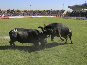 Two water buffaloes fight each other in Do Son beach town of Hai Phong, Vietnam, Thursday, Sept. 28, 2017.  Vietnam's water buffalo fighting festival has resumed amid calls for an end to the traditional annual event because of its violence.  The festival was halted temporarily three months ago after a buffalo killed its owner on the fighting field. More safety measures have been put in place since then.(AP Photo/Hau Dinh)