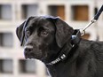 An undated handout photo taken on October 19, 2017 from the Central Intelligence Agency (CIA) website shows Lulu the labrador, a former bomb-sniffing dog recruit.
