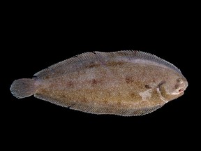 A fisherman nearly died after a Dover sole jumped down his throat