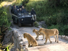 You can see the Big Five - lions, leopards, rhinos, elephants and buffalos - up close in South Africa's Kruger National Park.