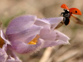 A ladybug takes off from the petals of a crocus.