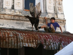 A young boy attempts to shove a turkey off a downtown tin roof on the Yellville square during the opening day of the 72nd Annual Turkey Trot Festival, Friday, Oct. 13, 2017, in Yellville, Ark. During the first few hours of the festival, a few turkeys were released from downtown buildings with no sightings of the controversial figure known as the "phantom pilot," who in years past dropped turkeys from a plane. (Josh Dooley/The Baxter Bulletin via AP)