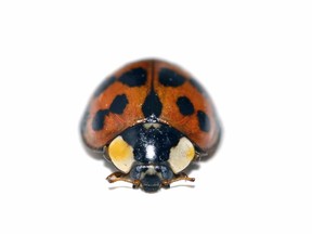 The Asian lady beetle, which has riled homeowners in Manitoba with its attempts at weaselling into warm places to escape the coming winter.