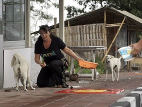 Bali Animal Welfare Association volunteer Janice Girardi of Calif. feeds dogs abandoned in Karangasem, about 9 kilometers (5.6 miles) away from the Mount Agung volcano, in Bali, Indonesia, Monday, Oct. 2, 2017. Dire warnings that the volcano on the Indonesian tourist island of Bali will erupt have caused tens of thousands to flee, but some who survived its last eruption in 1963 refuse to leave the danger zone while others are pulled into it by the power of tradition. (AP Photo/Firdia Lisnawati)