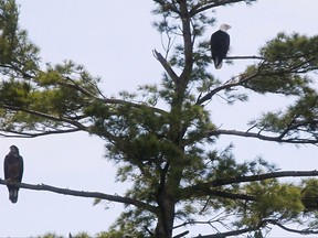 FILE -  In this Aug. 19, 2012 file photo, a pair of nesting bald eagles perch in a tree near their nest on Lake Bomoseen in Castleton, Vt. Vermont biologists say the number of bald eagles that successfully nested in the state set a modern-day record in 2017. (AP Photo/Toby Talbot, File )