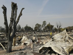 A Cal Fire official looks out at the remains of the Journey's End mobile home park Wednesday, Oct. 11, 2017, in Santa Rosa, Calif.   Blazes burning in Northern California have become some of the deadliest in state history. (AP Photo/Eric Risberg)