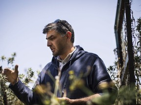 In this April 26, 2015 photo, Abdel Rahman Sultan, park director, shows different types of native plants that have flourished on the protected land at the Sharhabil bin Hassneh Eco Park, located in the northern Jordan Valley near the Jordan-Israel border. Studies suggest parched Jordan is being hit hard by climate change, getting hotter and drier than previously anticipated. Yet large-scale solutions such as a cross-border desalination project with Israel are entangled in politics. (AP Photo/Lindsey Leger)