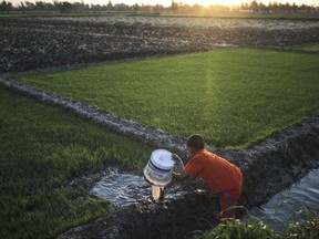 FILE - In this Thursday, May 14, 2015 file photo, a young boy irrigates rice seedlings before they are transferred to a bigger farm, in a village in the Nile Delta town of Behira, 300 kilometers (186 miles) north of Cairo.  The only reason Egypt has ever existed from ancient times until today is because of the Nile River, which provides a thin, fertile strip of green through the desert. For the first time, the country fears a threat to that lifeline, as Ethiopia rushes to finish a massive hydroelectric dam.(AP Photo/Mosa'ab Elshamy, File)