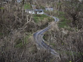 Trees stand barren in the aftermath of Hurricane Maria along a road in Montones Cuatro in the Piedrazul sector of Las Piedras, Puerto Rico, Monday, Oct. 2, 2017. Power is still cut off on most of the island, schools and many businesses are closed and much of the countryside is struggling to find fresh water and food. (AP Photo/Carlos Giusti)