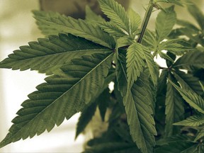 Marijuana plants grow at LifeLine Labs in Cottage Grove, Minn.in a June 17, 2015 file photo. The budding marijuana industry is spurring new research around cannabis that will have long-term effects on a variety of fields, from farming to new medicine, as companies look for solid scientific data on the substance. THE CANADIAN PRESS/AP/Jim Mone