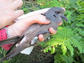 A Leach's Storm-Petrel with a tracking device attached to its leg is shown in a handout photo. Researchers say there's a glaring lack of independent monitoring at offshore oil sites off Newfoundland to assess how seabird populations are affected by the industry.THE CANADIAN PRESS/HO-Seth Bennett MANDATORY CREDIT