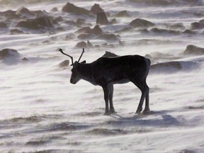 A wild caribou roams the tundra near The Meadowbank Gold Mine located in the Nunavut Territory of Canada on March 25, 2009. The first federal survey of what the provinces are doing to preserve caribou says both herds and and habitat continue to generally decline. THE CANADIAN PRESS/Nathan Denette