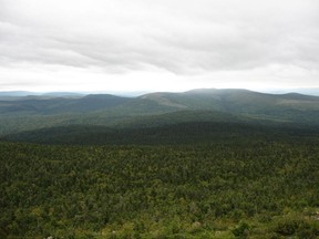 The Acadian Forest in New Brunswick is seen in this undated handout photo. A new federal study says climate change in the Maritimes may lead to a gradual reduction in the growth of softwood trees, which are crucial to the region's pulp industry. THE CANADIAN PRESS/HO, Natural Resources Canada *MANDATORY CREDIT*