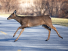 Deer generally avoid airplanes, confining themselves to darting in front of cars.