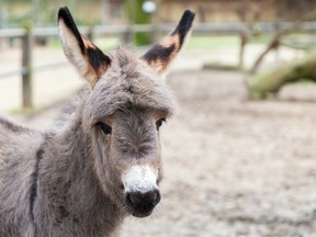 Officers say the donkey got through a fence when a man and a teenager stopped and returned the animal to its nearby pen.