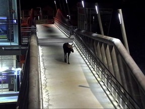 Calgary Transit says a moose, shown in a handout photo, showed up on its closed-circuit television cameras early this morning as it ambled along a pedestrian overpass near the tracks.THE CANADIAN PRESS/HO-Calgary Transit MANDATORY CREDIT