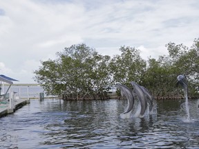 This photo taken Tuesday, Oct. 24, 2017, Dolphin Plus Bayside staff watch the dolphins perform a jump in Key Largo, Fla. Dolphins Plus Bayside was ready for visitors three days after Irma's landfall, but business has been down by half compared to last fall. (AP Photo/Alan Diaz)