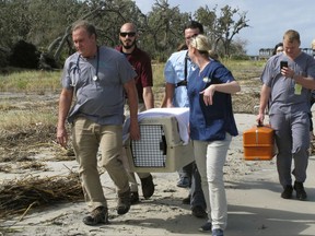 Dr. Terry Norton, left front, Dr. Meredith Persky, right front, and wildlife management staff for the Jekyll Island Authority carry a pet crate containing a bobcat that they returned to the wild Friday, Oct. 6, 2017, on Jekyll Island, Ga. The young bobcat, one of only four known to live at the island state park, was treated at the Jacksonville Zoo in neighboring Florida after hikers on Jekyll Island found the animal paralyzed in late September. The wild cat recovered in a few days. Vets blamed its paralysis on ticks they found covering the bobcat. (AP Photo/Russ Bynum)