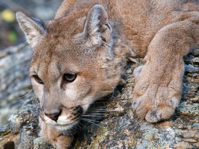 Mountain lions still aren't very social animals, but a new study found they interact more if food is involved.