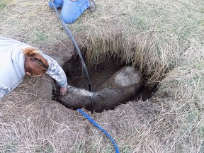 A horse named Digger is seen stuck in a sewage pit in this undated handout photo.