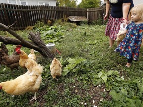 In this Tuesday, Sept. 26, 2017 photo, Iolana Keith, of Des Moines, Iowa, feeds chickens in the backyard with her mom, Tanya Keith, in Des Moines. The trend of raising backyard chickens is causing a soaring number of illnesses from poultry-related diseases. For Tanya Keith, the nine hens and a rooster that she keeps behind her home in Des Moines provide fresh eggs and lessons for her three children about where food comes from. But even as her kids collect eggs and help keep the six nesting boxes tidy, she warns them not get too affectionate. (AP Photo/Charlie Neibergall)