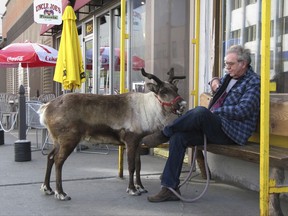 FILE - This May 23, 2010, file photo shows Star the reindeer and her owner, Albert Whitehead, taking a break during a stroll through downtown Anchorage, Alaska. The 15-year-old reindeer, the sixth of a line of local pet reindeer died Saturday, Oct. 7, 2017. (AP Photo/Rachel D'Oro, File)
