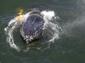 FILE - This undated file photo provided by NOAA shows a humpback whale entangled in fishing line, ropes, buoys and anchors in the Pacific Ocean off Crescent City, Calif. Rescuers freed the badly tangled humpback whale Tuesday, July 18, 2017, after it had struggled for days against the weight of fishing lines, buoys and anchors dragging it to the ocean floor off California. An environmental group has sued California for allegedly not doing enough to keep Dungeness crab fishery gear from killing protected whales. The Center for Biological Diversity filed its lawsuit Tuesday, Oct. 3, 2017, in federal court in San Francisco. (Bryant Anderson/NOAA Fisheries MMHSRP Permit# 18786-01 via AP,File)