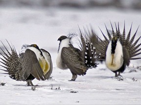 FILE - In this April 20, 2013 file photo, male greater sage grouse perform mating rituals for a female grouse, not pictured, on a lake outside Walden, Colo. Two governors are warning the Trump administration against big changes in a plan to protect the ground-dwelling bird across the West, saying it would send a message to states not to bother cooperating to save other imperiled species. Colorado's John Hickenlooper and Wyoming's Matt Mead said Tuesday, Oct. 31, 2017 that a 2015 plan for the greater sage grouse came from long negotiations among governments, conservationists and industry. (AP Photo/David Zalubowski, File)