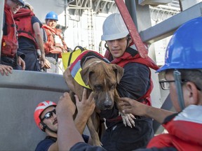 CORRECTS NAME TO TASHA FUIAVA- In this Wednesday, Oct. 25, 2017 photo, USS Ashland sailors help Zeus, one of two dogs who were accompanying two Honolulu women who were rescued after being lost at sea for several months while trying to sail from Hawaii to Tahiti. The U.S. Navy rescued the women on Wednesday after a Taiwanese fishing vessel spotted them about 900 miles southeast of Japan on Tuesday and alerted the U.S. Coast Guard. The women, identified by the Navy as Jennifer Appel and Tasha Fuiava, lost their engine in bad weather in late May, but believed they could still reach Tahiti. (Mass Communication Specialist 3rd Class Jonathan Clay/U.S. Navy via AP)