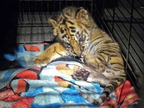 FILE - This Aug. 23, 2017 file photo provided by the U.S. Customs and Border Protection shows a male tiger cub that was confiscated at the U.S. border crossing at Otay Mesa southeast of downtown San Diego early Wednesday, Oct. 18, 2017. From a baby tiger cub to monitor lizards and a macaw, authorities say they've seized dozens of animals and filed charges against 16 people as part of the largest wildlife trafficking sweep in Southern California. Federal authorities plan to announce details of what they're calling "Operation Jungle Book" on Friday, Oct. 20. (U.S. Customs and Border Protection via AP, File)