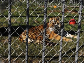 FILE- This Dec. 2, 2010  file photo shows a Bengal tiger at the Tiger Truck Stop in Grosse Tete, La.  The tiger has died at the age of 17.  Implying he was euthanized, a notice on the Tiger Truck Stop's website says Tony the tiger died Monday, Oct. 16, 2017.  It says Tony was showing signs of old age and his veterinarian was called "to prevent Tony from suffering." The Indian Tiger Welfare Society says tigers in zoos generally live 16 to 20 years.   (Patrick Dennis/The Advocate via AP)