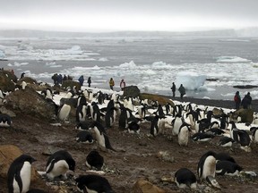 FILE - In this file photo dated Dec. 12, 2005, tourists observe scores of Adelie penguins gathered at Brown Bluff on the northern tip of the Antarctic Peninsula.  According to research released Sunday Oct. 15, 2017, by environmental group WWF,  scientists say a "catastrophic breeding failure" occurred when thousands of chicks from an Adelie penguin colony died of starvation last summer when adult penguins were forced to travel further for food, with only two chicks surviving the existential phenomena. (AP Photo/Brian Witte, FILE)