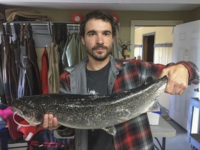 In an Oct. 5, 2017, photo provided by the Atlantic Salmon Federation, biologist Eric Brunsdon holds an aquaculture escapee from the Magaguadavic River. The New Brunswick-based Atlantic Salmon Federation  says no wild Atlantic salmon have returned to the key river in New Brunswick, prompting concern for the fish's population health in the U.S. and eastern Canada. The group says 2017 is the first year since they started monitoring in 1992 that no wild salmon have returned to the river to spawn. (Tom Moffatt/Atlantic Salmon Federation via AP)