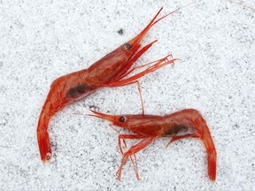 FILE - In this Jan. 6, 2012, file photo, northern shrimp lay on snow aboard a trawler in the Gulf of Maine. Seafood lovers might see the return of Maine shrimp to fish market counters and restaurants next year if interstate regulators decide the critter's population is strong enough. The Maine shrimp fishery has been shut down since 2013. (AP Photo/Robert F. Bukaty, File)