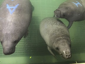 This undated photo provided by Cincinnati Zoo shows from left,  manatees, Mathew, Pippen, and Miles.  Cincinnati Zoo & Botanical Garden received three manatees this week and the Columbus Zoo and Aquarium one from SeaWorld Orlando. Both zoos are part of the U.S. Fish and Wildlife Service's Manatee Rescue and Rehabilitation Partnership.   Pippen, Miles and Mathew in Cincinnati and Goober in Columbus will be part of manatee exhibits while they gain weight in preparation for their return to the wild. (Cincinnati Zoo  via AP)