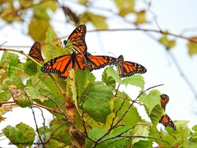 This Wednesday, Oct. 25, 2017 photo provided by Darlene Burgess shows monarch butterflies at Point Pelee National Park in Canada. A large population of already vulnerable monarch butterflies are stuck in Canada and in the Northeast. They are late on their migration south _ they should be in Texas at this time _ because unusually warm weather delayed their flight and now winds and other factors aren't making it easy or maybe even possible to go south before the coming frost. (Darlene Burgess via AP)