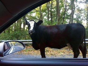 In this photo provided by the New Jersey State Police, Sgt. 1st Class Jeff Flynn passes a cow on his way to headquarters Thursday, Oct. 5, 2017, in Stockton, N.J. Flynn said the cow's farmer arrived and with the help of another trooper, they managed to get the cow back to its farm on the other side of the highway. (Sgt. 1st Class Jeff Flynn/New Jersey State Police via AP)