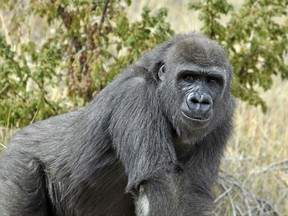In this undated photo Tumani, a western lowland gorilla, is pictured at Cheyenne Mountain Zoo in Colorado Springs, Colo. The 10-year-old gorilla will be moving to New Orleans' Audubon Zoo, where zookeepers hope she will attract a male. The International Union for Conservation of Nature says a few hundred-thousand western lowland gorillas may exist in the wild, but they're critically endangered because poaching, disease and habitat loss have reduced their numbers more than 80 percent over three generations. (Cheyenne Mountain Zoo via AP)