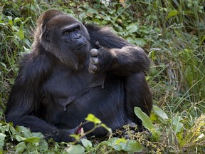 In this 2009 photo provided by Zoo Atlanta, Shamba sits in her enclosure at the zoo. Atlanta's zoo is mourning the death of 58-year-old Shamba, its oldest gorilla. Zoo Atlanta says the western lowland gorilla was found unresponsive Friday, Oct. 27, 2017. A preliminary examination revealed complications related to advanced age, and the zoo's veterinary staff decided the best option was to euthanize her. (Adam K. Thompson/Zoo Atlanta via AP)