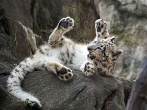 This Sept. 7, 2017 photo provided by the Wildlife Conservation Society shows a female snow leopard cub at the Bronx Zoo in New York. The zoo announced Thursday, Oct. 26, that the snow leopard cub, sometimes called a "ghost cat," has made its public debut just in time for Halloween. (Julie Larsen Maher/Wildlife Conservation Society via AP)